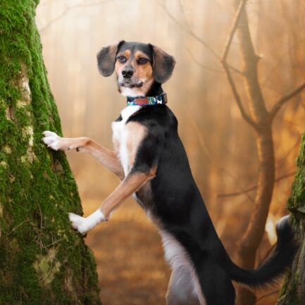 OBROŻA Z KLAMRĄ “MORSKIE PANDY”