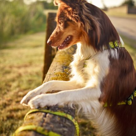 SMYCZ MIEJSKA “LEŚNE OPOWIEŚCI 2.0”