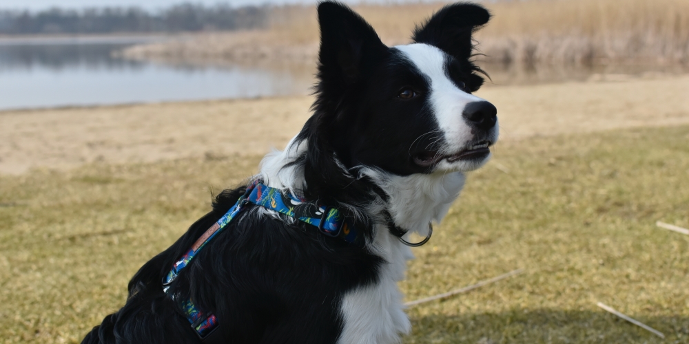 szelki-morskie-pandy