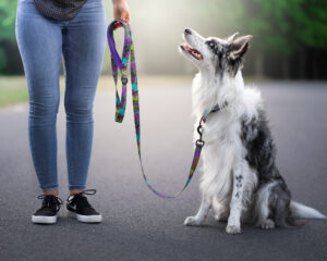 Zdjęcie przedstawia psa rasy border collie w umaszczeniu blue merle. Obok niego widoczne są nogi opiekunki w dżinsowych spodniach. Opiekunka trzyma w ręce smycz, która przypięta jest do psiej obroży. Pies patrzy na opiekunkę.