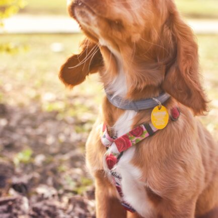 SZELKI GUARD “KOZIA ŁĄCZKA”