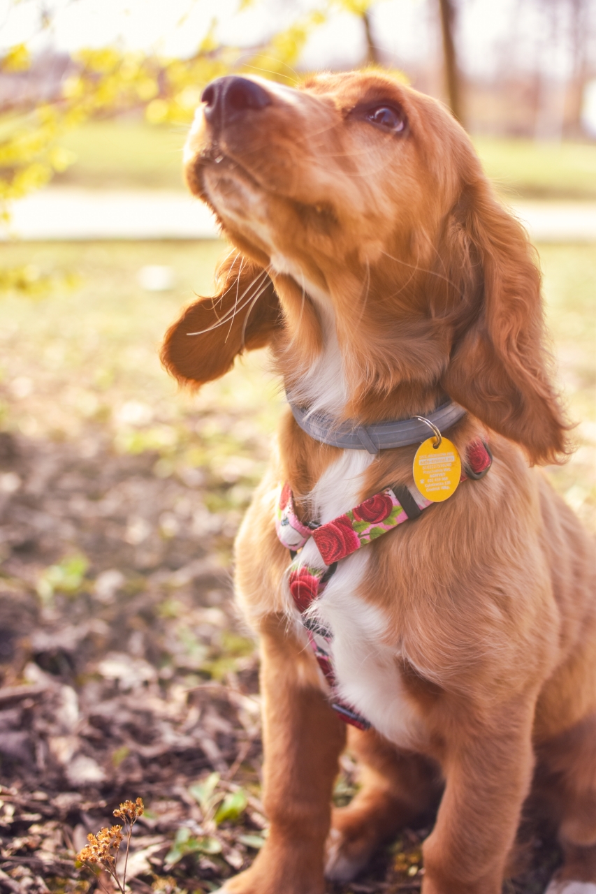 SZELKI GUARD "KOZIA ŁĄCZKA" - obrazek 2