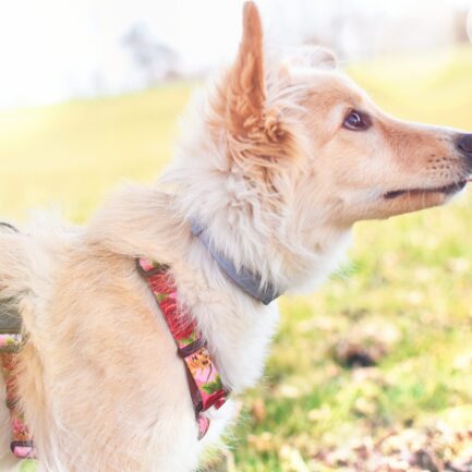 SZELKI GUARD “KOZIA ŁĄCZKA”