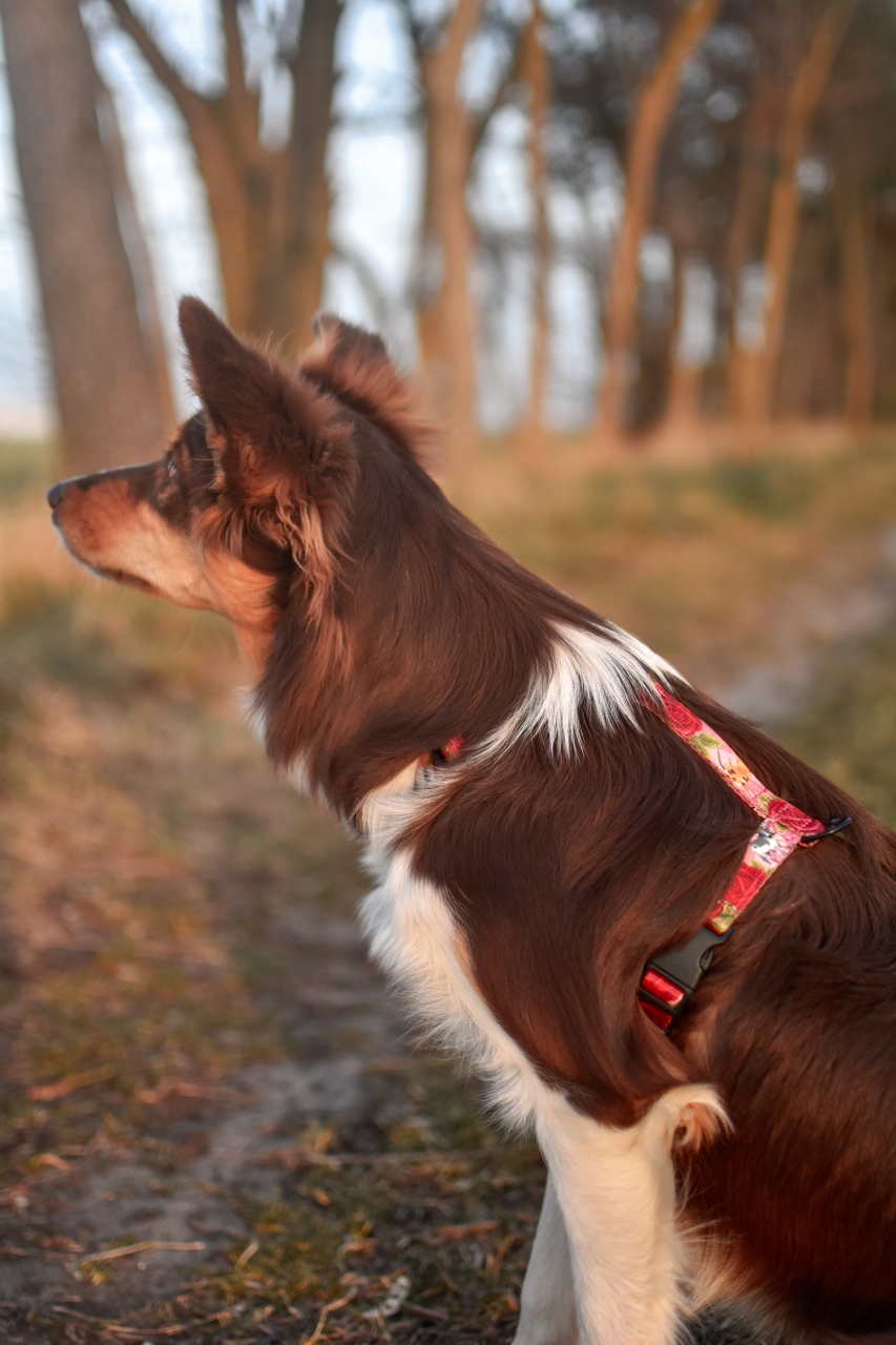 SZELKI GUARD "KOZIA ŁĄCZKA" - obrazek 4