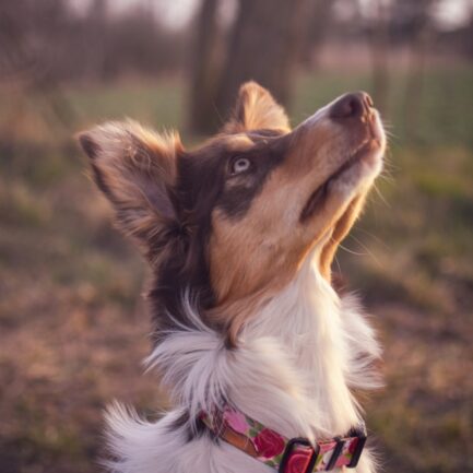 OBROŻA PÓŁZACISKOWA “KOZIA ŁĄCZKA”