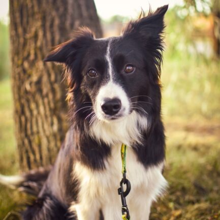 OBROŻA PÓŁZACISKOWA “LEŚNE OPOWIEŚCI”