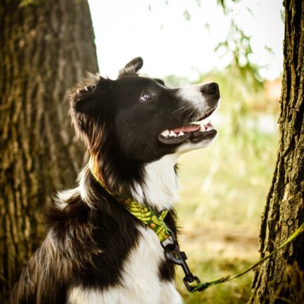 SMYCZ PRZEPINANA “LEŚNE OPOWIEŚCI 2.0”