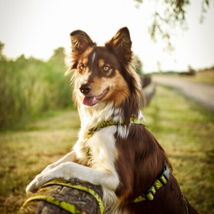 SZELKI GUARD “LEŚNE OPOWIEŚCI 2.0”