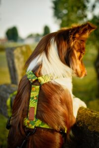 Zdjęcie przedstawia psa rasy border collie o umaszczeniu red tricolor. Pies opiera się przednimi łapami o drewniane ogrodzenie. Ma na sobie szelki typu guard. Taśma ma zielony kolor i wzór z motywem leśnych drzew oraz żołędzi.