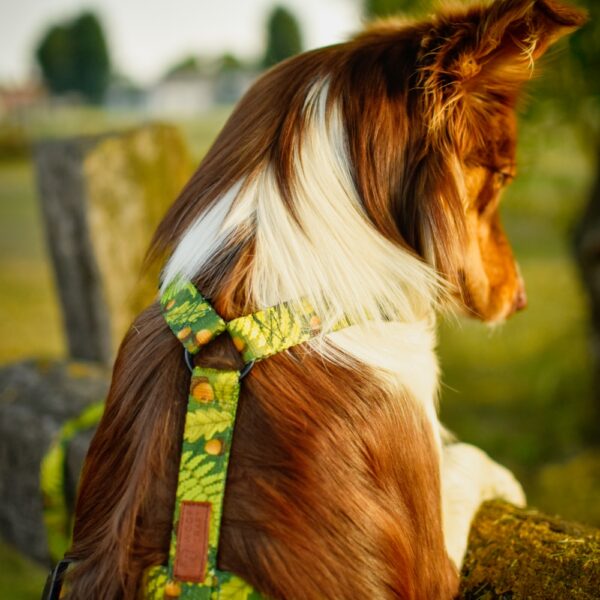 Zdjęcie przedstawia psa rasy border collie o umaszczeniu red tricolor. Pies opiera się przednimi łapami o drewniane ogrodzenie. Ma na sobie szelki typu guard. Taśma ma zielony kolor i wzór z motywem leśnych drzew oraz żołędzi.
