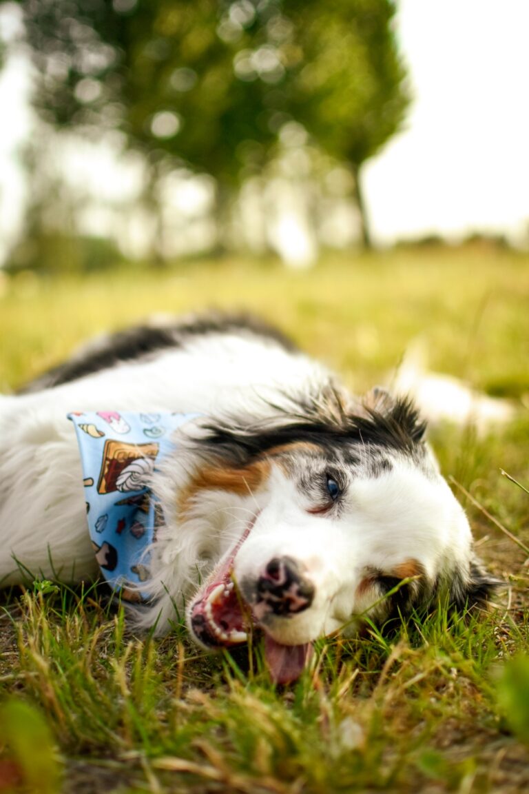 Ilustracja przedstawia owczarka australijskiego o umaszczeniu blue merle. Pies leży na trawie na boku z otwartym pyskiem. Na szyi ma niebieską bandanę. Co warto zabierać na spacer z psem? W ciepłe dni niezbędna jest świeża woda.