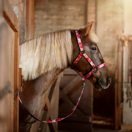 KANTAR “KOZIA ŁĄCZKA”