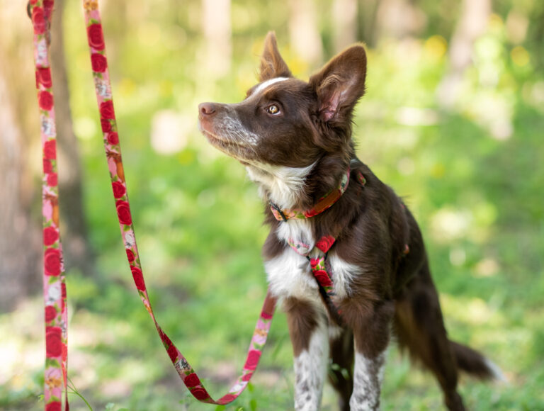 Zdjęcie przedstawia szczenię rasy border collie o biało-czekoladowym umaszczeniu. W tle widoczna jest zielona roślinność. Pies ma na sobie zestaw spacerowy, który ma różowy kolor i wzór z motywem kóz oraz kwiatów róży.