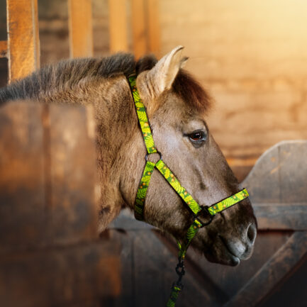 KANTAR “LEŚNE OPOWIEŚCI”
