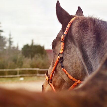 KANTAR “DZIKI ZACHÓD”