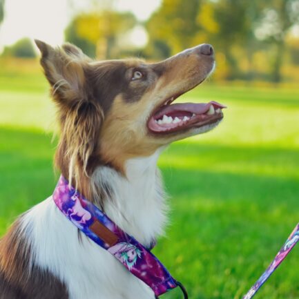 OBROŻA PÓŁZACISKOWA”RADOŚĆ W KOSMOSIE”