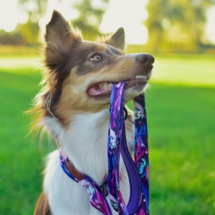 SMYCZ MIEJSKA “RADOŚĆ W KOSMOSIE”