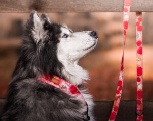 Zdjęcie przedstawia psa w typie rasy siberian husky, który siedzi na wprost człowieka. Na jego szyi znajduje się obroża w kolorze różowym ze wzorem w kozy i różane kwiaty. Do obroży przypięta jest smycz dla psa w tym samym wzorze.