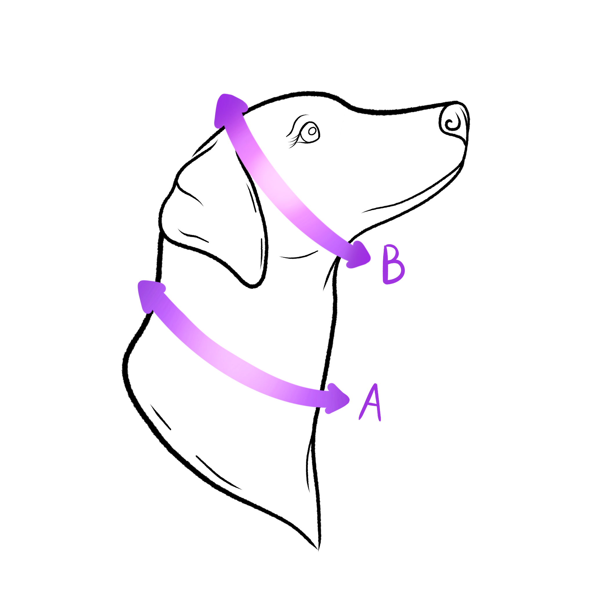Mierzenie psa do obroży