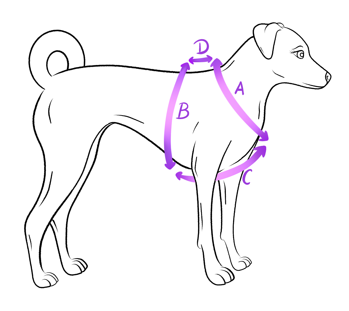 Pomiary psa do szelek guard